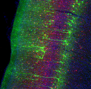 Fig2B eLife paper showing Jaws expression