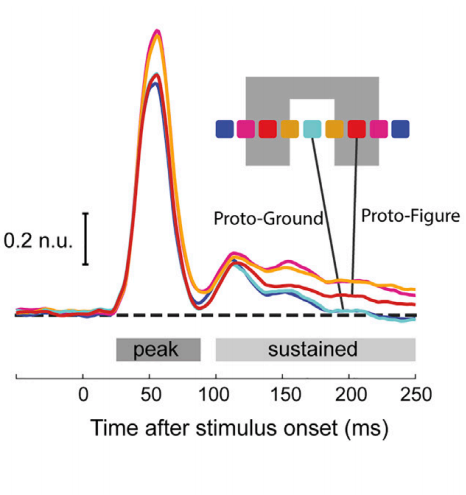 Fig2A Curr Bio paper showing figure-ground modulation